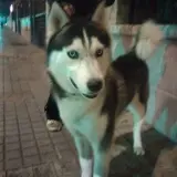 Adopta a Atila