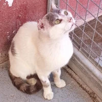 Adopta a Van Gogh