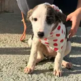 Adopta a Libia