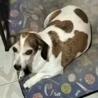 Adopta a Gordi