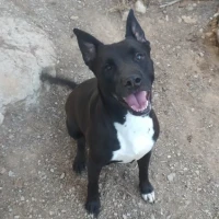 Adopta a Kira Staffy