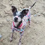 Adopta a Fénix