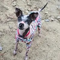 Adopta a Fénix