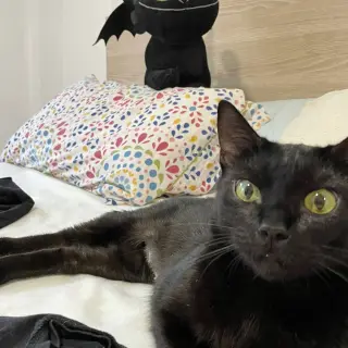 Desdentada