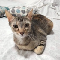 Adopta a Isis