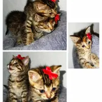 Adopta a Los Niños