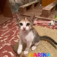 Adopta a Harina