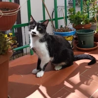 Adopta a Fígaro