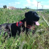 Adopta a Koda