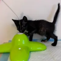 Adopta a Plim