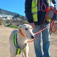 Adopta a Curro -- Galgo Tlf 645978718