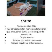 Adopta a Copito