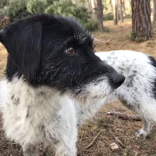 Milka
