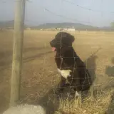 Adopta a Aria