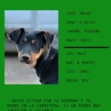 Adopta a David