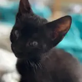 Adopta a Miguel