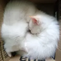 Adopta a Gatitos