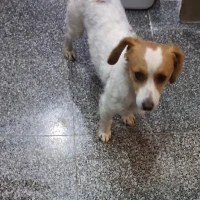 Adopta a Domino