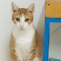 Adopta a Kenu