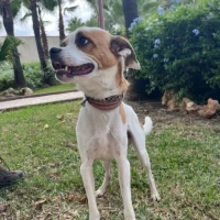 Adopta a Joey