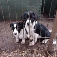 Adopta a Lapiz Y Boligrafo