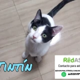 Adopta a Tintin