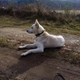 Cesar