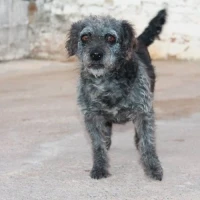 Adopta a Zola