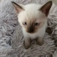 Adopta a Minigato