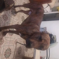 Adopta a Taison