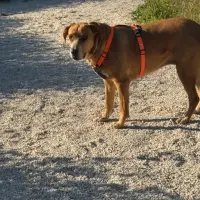 Adopta a Elsa
