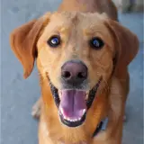 Adopta a Slinky