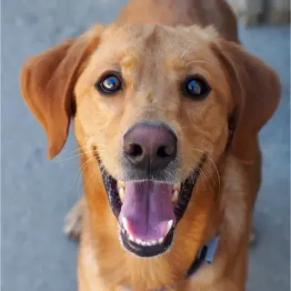 Slinky
