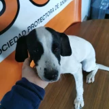 Adopta a Quique