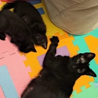 Adopta a Sombra