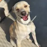 Adopta a Potito