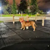 Adopta a Lia
