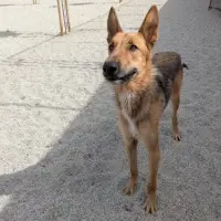 Adopta a Jack3Dedos