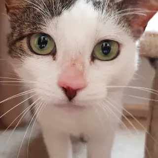 Elena