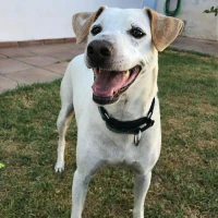 Adopta a Romano