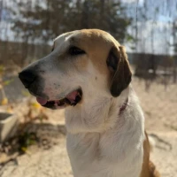 Adopta a Pepa, Perrita Mastín Joven, Tlf 645978718