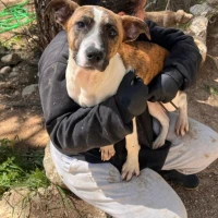 Adopta a Linda