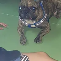 Adopta a Carlos