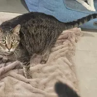 Adopta a Pant