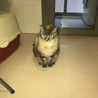 Misu