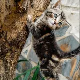 Adopta a Jazz