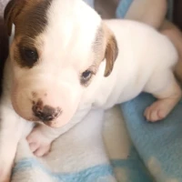 Adopta a Cachorros De Mastín Cruzado