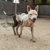 Adopta a Kuzco