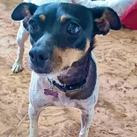 Adopta a Mégara