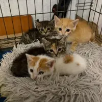Adopta a Camada De Octubre